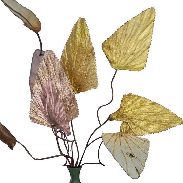 Natural Dried Triangle Lotus Leaf Stemmed Plant Bouquet Home Decoration Ornaments